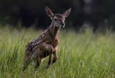 Záchrana mláďat: Lesníci procházejí louky a vyhánějí z nich zvěř