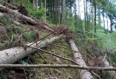 V lesích u Malé Moravy hrozí po vichřici pád stromů a střet s technikou, nevstupujte tam