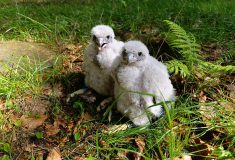 Vzácný návrat: Sokol stěhovavý zahnízdil po mnoha letech ve Chřibech