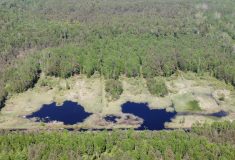Obnovou přehrážek v jihočeských Borkovických blatech podpořily Lesy ČR tvorbu rašeliny a zachovaly biotop chráněných rostlin i živočichů
