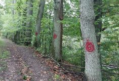 U hradu Pernštejna se kvůli těžbě rizikových stromů na měsíc uzavírá část naučné stezky