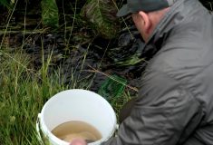 Lesníci s rybáři vracejí původní druh pstruha do řeky Teplé