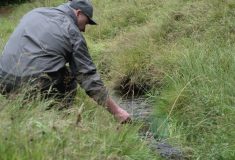 Lesníci s rybáři vracejí původní druh pstruha do řeky Teplé
