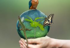 Den lesů nové generace, největší lesnická celodenní akce pro veřejnost,  už brzy u Tábora, Hradce Králové a Brna