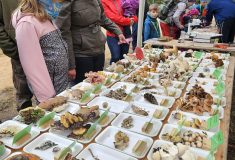 Během Dne lesů nové generace se u Hradce Králové otevře nová stezka pro hendikepované