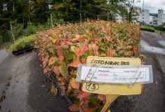 Úroda, která mění krajinu: Lesnický příběh z Týniště nad Orlicí