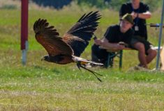 Závody známé hlavně z arabských zemí představují sokolnictví veřejnosti