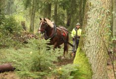 Dřevo jako surovina budoucnosti – přijďte se přesvědčit na Táborsko
