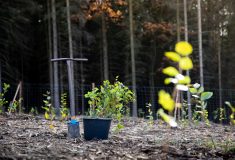 O lesnické zakázky se v tendru Lesů ČR uchází desítky zájemců