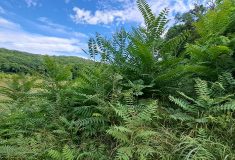 Lesníci zasahují pod Pálavou proti invaznímu pajasanu