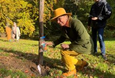 Javor ze zahrady Karla Čapka roste v arboretu Lesů ČR u Sedmihorek