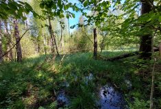 Přirozená koryta toků a nové tůně v Novohradských horách a na Šumavě 