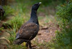 Letos vypustili lesníci do Beskyd nejvíce tetřevů za devět let chovu