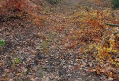 Naučná stezka u hradu Pernštejn je zase otevřená