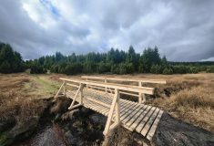 Nedaleko krušnohorské nádrže Fláje instalovaly Lesy ČR novou dubovou lávku