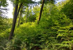 Východní Krušnohoří chráníme společně: Lesy ČR a kraj podepsaly dohodu