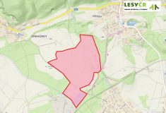 Těžba u severočeského Proboštova zlepší kvalitu a stabilitu porostu