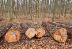O dříví, ze kterého se vyrábějí třeba hudební nástroje, je velký zájem
