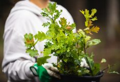 Vyšší jarní i podzimní teploty a častější srážky jsou pro ujímání sazenic téměř ideální