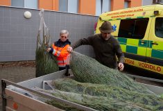 Vánoční stromky opět darují dětským zdravotnickým a sociálním zařízením Lesy České republiky