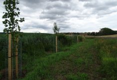 Na březích dvou jihomoravských potoků jsou stovky nově vysazených stromů a keřů, přibyla i stanoviště pro obojživelníky