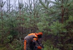 Přirozená obnova a výchova porostů: Lesy ČR naplňují strategii
