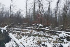 V Poodří se zpracovávají polomy a souše, zimní práce může přerušit hnízdění orla