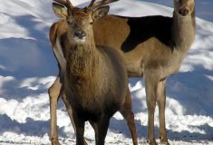Klid, krmení a ochrana porostů: Jak fungují přezimovací obůrky Lesů ČR