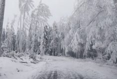 Na Českomoravské vrchovině se opět kvůli námraze lámou stromy a větší větve, vstup do lesů není bezpečný