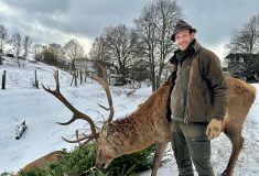 Vánoční stromky jako lednové menu jelenů evropských