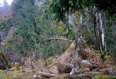 Do Krušných hor se po dvě stě letech vracejí rysi, samice Alva už vyvedla i koťata