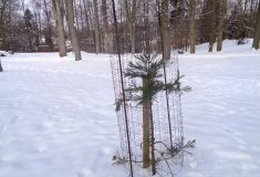 Sekvojovec jako symbol česko‑slovenského přátelství dostal novou šanci