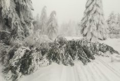 Námraza láme stromy v Krušných horách. Lesníci varují před vstupem do lesa