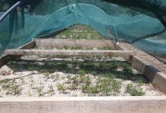 Jedle pod rentgenem: Lesníci maximálně využijí kvalitní semena při obnově lesa