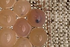 Novinka: Inkubační boxy s jikrami pstruhů instalovali vodohospodáři  ve dvou potocích na Frýdlantsku