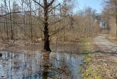 Záměrným zaplavováním krajiny vrací lesníci vodu do luhů na Břeclavsku