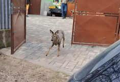 Lesní příběh s dobrým koncem