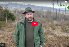 Lesy ČR pokračují v obnově porostů po kalamitě