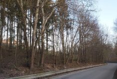 Silnice u nádrže Koryčany se na měsíc uzavírá kvůli kácení rizikových stromů