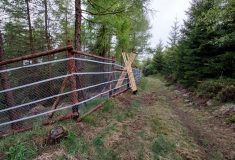 Obnovu lesa poškozeného mokrým sněhem podpořila Evropská unie