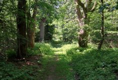 Alej na Třebíčsku je v lepší kondici díky ošetření arboristou