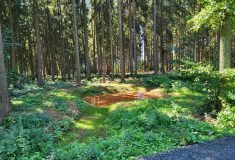 Lesy ČR dokončily rekonstrukci cesty Hřebenovka u Nové Paky