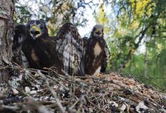V druhově pestrých lesích obnovených po kalamitě nově hnízdí řada ptačích druhů, na Rumbursku třeba vzácní včelojedi, skřivani nebo ostříži
