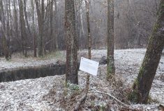 Lesy ČR revitalizovaly Hajmrlovský potok pod Králickým Sněžníkem