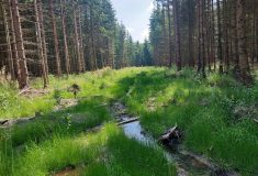 Lesy ČR vrátily vodu do krajiny na Vlašimsku, obnovily tam mokřady a prameniště Stupnického potoka